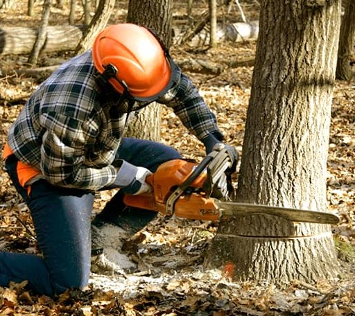 Tree Removal in Harrison Valley, PA